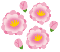 20150209_flower